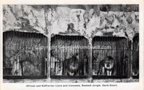 Bostock Jungle Earls Court circa 1910 with animals