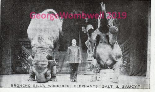 Broncho Bills Wonderful Elephants Salt and Saucy